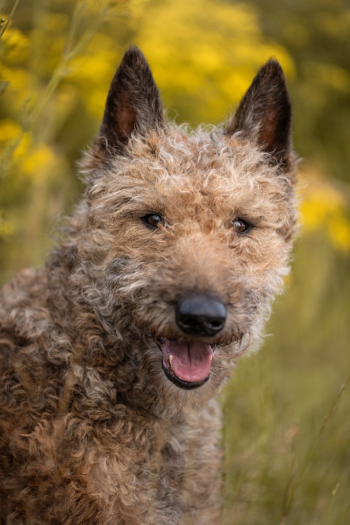 Aagje van 't Huis te Velde